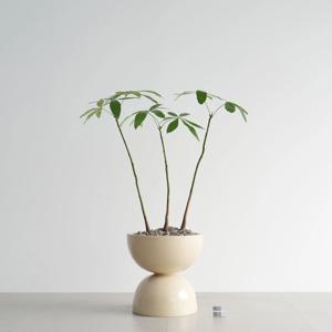 파키라 베이지 더블라운드 인테리어화분 실내 거실화분 머니트리