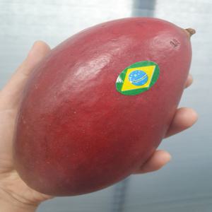 새콤달콤 브라질산 애플망고 3입 총 1.2kg 내외