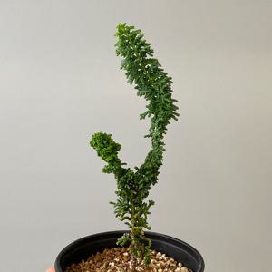 석화회 기본포트 - 편백나무 야생화 미니 분재