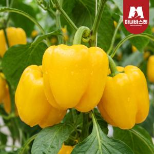 산지직송 가정용 랜덤과 국산 파프리카 3kg (9~11과 내외)