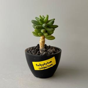 천대전송 블랙팟 - 묵은둥이 다육식물 미니 바오밥나무