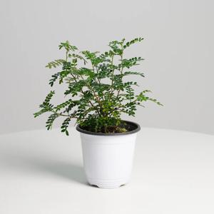 산초나무 중품 키우기쉬운 실내공기정화식물 인테리어식물 모종