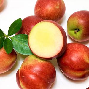제철과일 복숭아 신비복숭아 2kg