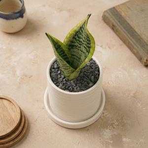 산세베리아 슈퍼바 라인세라믹 화분 공기정화 분갈이 완제품