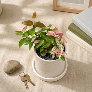 초설(오색 마삭줄) 라인세라믹 화분 공기정화 분갈이 완제품