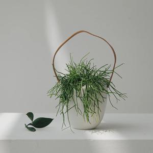 립살리스카스타 행잉플랜트 세라믹 화분 실내 공기정화식물