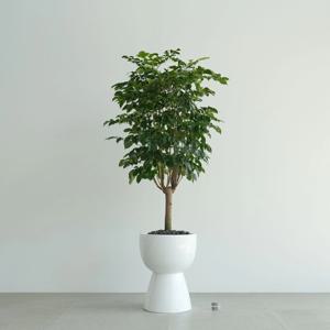 녹보수 GW-2 유광 화이트 대형화분 보석수 거실나무 공기정화식물