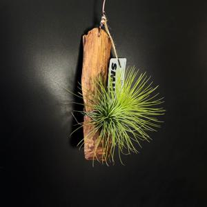 식물행성 틸란드시아 안드레아나 유목 목부작 - 먼지먹는 공기정화 행잉플랜트 공중식물