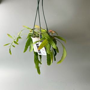 식물행성 립살리스 슈도 루비 투명화분 - 행잉플랜트 공중식물 걸이식물