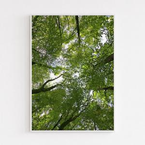 여름 숲 하늘 풍경 인테리어 포스터 액자 tree001