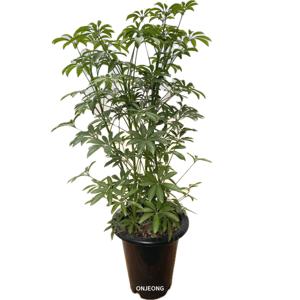 홍콩야자 풍성한 수형 60-75cm