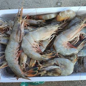 국내산 자연산 대하 제철 생물 새우 급냉 1kg 2kg