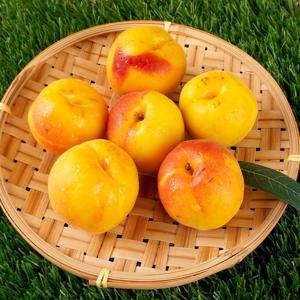 26년 햇 플럼코트 자두 1kg 혼합과(6-15) 외 2kg