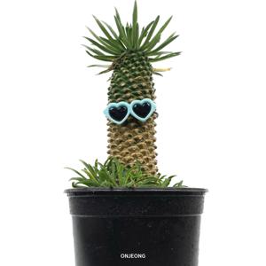 괴마옥 파인애플 선인장 23-27cm
