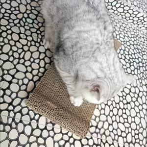 TEMU 귀여운 뼈 모양 고양이 스크래쳐, 1/2팩, 새끼 고양이 & 대형 고양이용, 긁기용 & 장난감
