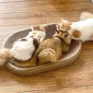 TEMU 2개 세트: 고양이 스크래쳐 보드 1개 + 고양이 스크래칭볼 1개. 통합형 장난감 볼이 있는 대형 내구성 있는 황마 고양이 스크래칭 기둥 - 발톱 관리 및 놀이를 위한 겸용 스크래칭 및 휴식 패드. 실내 고양이를 위한 필수 가정용 휴식, 대형 고양이, 새끼 고양이, 다묘 가정에 적합