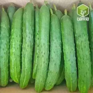 오이 취청오이 특 10kg