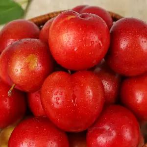 국내산 GAP 저탄소 노지 자두 500g/1kg(개당 40g이상)