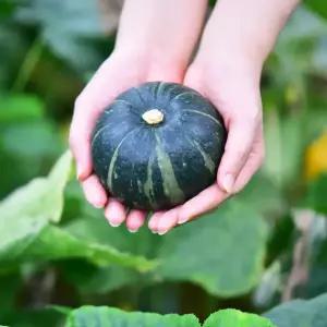 [제주의맛] 제주 미니 밤호박(보우짱) 3~8kg