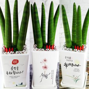 승진선물 축하화분 개업 영전 진급 생일 이사 메세지화분 실내 스투키 중형