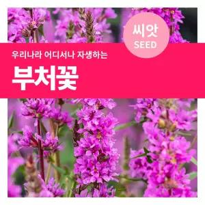 부처꽃 씨앗 0.8g