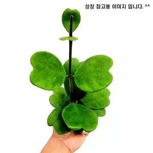에덴플랜트 하트호야 지름 10cm포트 호야 덩굴식물 다육 반음지 하트모양잎