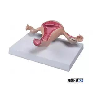 자궁모형-여성 인체실습 모형(보건 성교육제품)