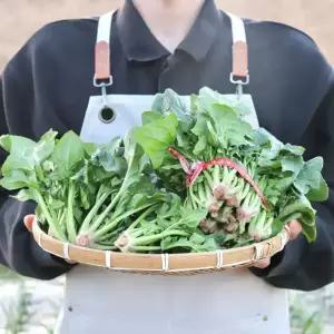 [당일선별] 해풍맞은 남해 햇 섬초 시금치 노지 보물초 국내산 시금치 500g 1kg