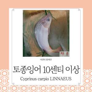 토종잉어 10-25센티급 1마리   연못 방생 조경   관상용 열대어 어항 수족관 생먹이자루
