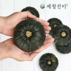[제철진미]제주 햇 미니밤단호박 특품 로열과 7kg 14-23과 (개당 300~600g)