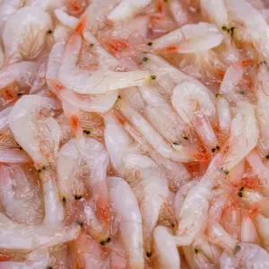 김정배명인 토굴숙성 새우추젓 1kg