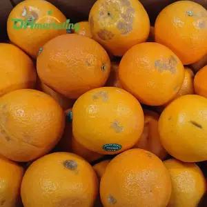 못난이 오렌지  15kg 벌크