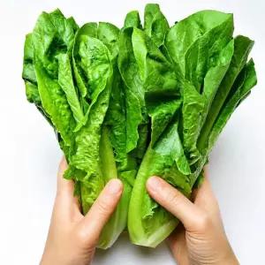 국내산 통로메인 상추 1kg+1kg (총 2kg발송)