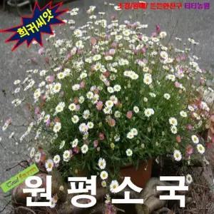 (희귀씨앗) 원평소국 15립