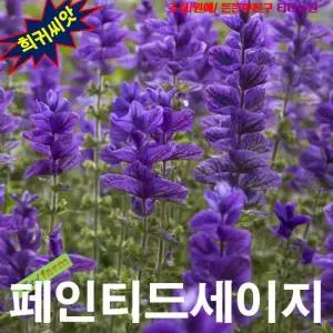 (희귀씨앗) 페인티드세이지 블루 10립