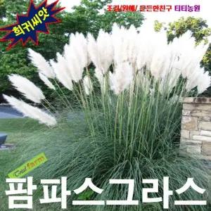 (씨앗나라) 정원의 포인트 팜파스그라스 흰색 씨앗 10립