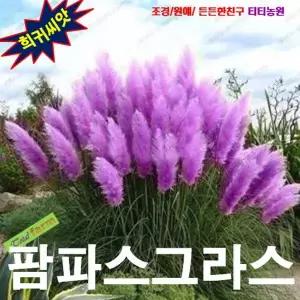 (씨앗나라) 팜파스그라스 핑크색 씨앗 10립