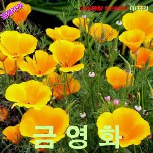 씨앗나라) 금영화-(캘리포니아포피) 씨앗 15립