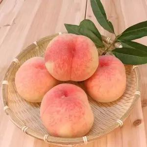 [산지직송] 말랑달콤 털복숭아 황도/백도복숭아 랜덤 4kg(16-18과내외)
