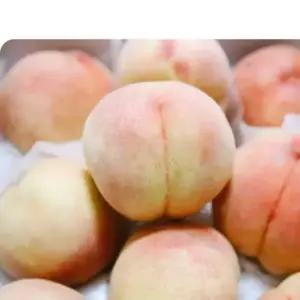 26년 첫출하 고당도 백도 복숭아 말랑이 대과, 4kg, 1개