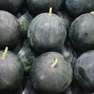 [롯데백화점]남도사랑 프리미엄 고당도 국내산 흑수박 8kg 이상