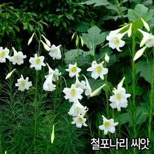 와이지유통 철포나리 씨앗 20알 철포 흰백합 백합씨앗 꽃씨