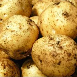 국내산 햇 생 감자 10kg 대과(알당80-110g) 1 개