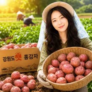 꿍이네 국산 햇 홍감자 2kg 포슬포슬 분질감자 왕특 특 대 중