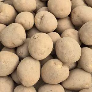 국내산 햇 수미감자 10kg (산지발송) 포슬포슬 햇감자