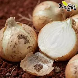 자연을담음 국내산 전라도 햇 양파 10kg 소