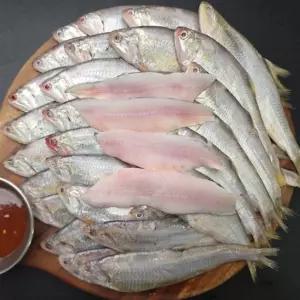 국내산 횟감 냉동 밴댕이 밴댕이회 2kg
