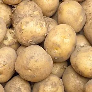 국내산 강원도 햇감자 10kg (특)