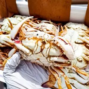 서해안 선동 황게 11kg 벌크 대용량 업소용 금게 6단 7단 8단