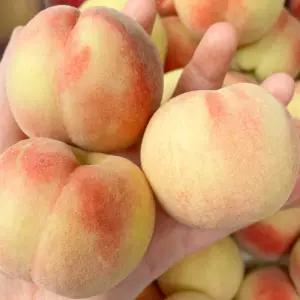 경북 대극천 반납작 복숭아 2kg(혼합/랜덤)